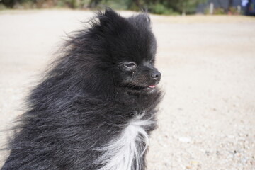 black and white dog