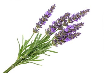 Fototapeta premium A bunch of lavender flowers with green stems tied together on a white background in a close up shot