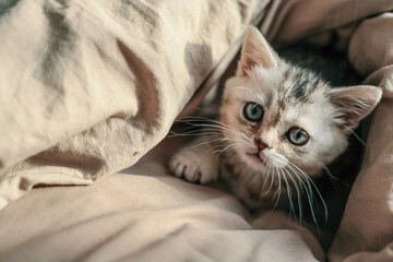 Cute kitten with big green eyes peeking out from under a beige blanket, lying in soft sunlight