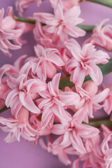 Pink hyacinth flowers arranged along the left side of a pastel pink background, leaving space for text or design, creating a soft and elegant spring floral composition