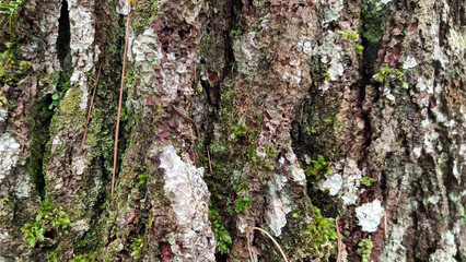 Close up of mossy tree trunk