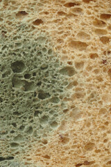 closeup of moldy bread on a table 