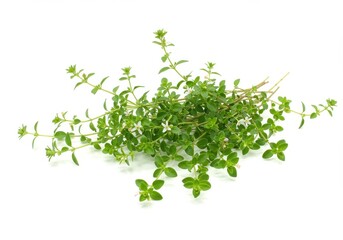 Obraz premium A sprig of thyme with small green leaves and tiny white flowers on a plain white background studio shot