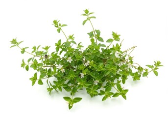 Obraz premium A close up shot of a bunch of green plants with small white flowers on a white background surface