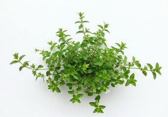 Aerial view of a small oregano plant with green leaves and tiny white flowers on a white background