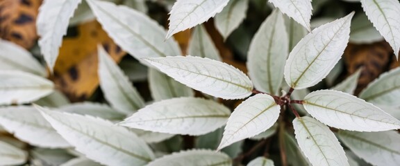 Close-up of a plant with silvery-white leaves