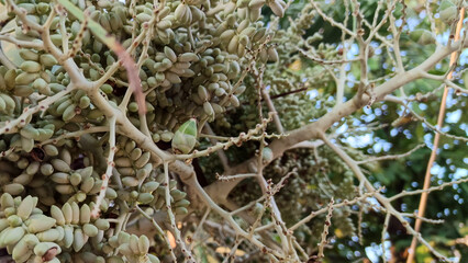 Fruit of the nascent palm tree