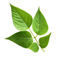 Fresh Green Leaves on a Branch in Natural Setting, Symbolizing Growth and Renewal on transparent background