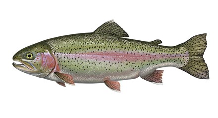 Obraz premium Illustration of Rainbow Trout Isolated on White Background