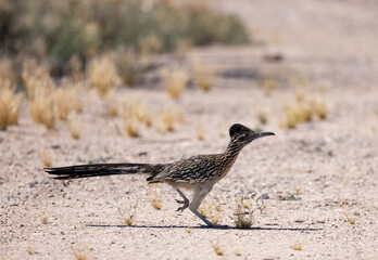 A roadrunner races across the Sonoran Desert near Tucson Arizona.  