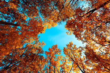 Autumn background with tree crowns against blue sky in the sunny day.