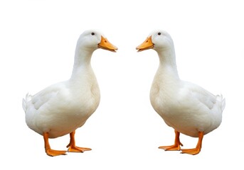 Obraz premium Two white ducks standing facing each other on a plain white background in a studio shot image