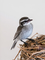 A vulnerable young bird perches on the edge of a nest, relying on its caregiver for sustenance and protection, exemplifying dependence in early life stages.