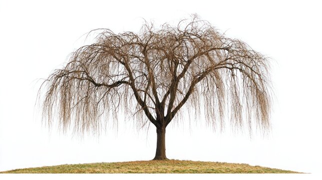 Elegant willow tree with long, drooping branches without leaves on white background.