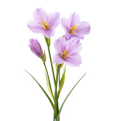Fototapeta premium Sisyrinchium flower isolated on white background
