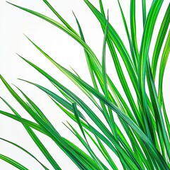 Naklejka premium Fresh chives leaves vibrant green aromatic herb close-up white background culinary ingredient organic glossy texture botanical detail studio lighting high resolution stock photography