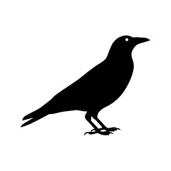 Obraz premium Raven Silhouette - Black Bird Vector