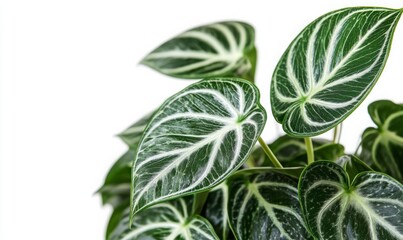 Firodendron zona