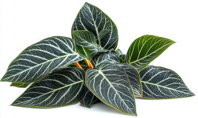  Firodendron zona
