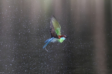The Green Bee – eater / little green bee-eater birds are flying beautifully to play happily in...