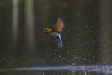 The Green Bee – eater / little green bee-eater birds are flying beautifully to play happily in...
