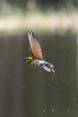 The Green Bee – eater / little green bee-eater birds are flying beautifully to play happily in the natural pond.