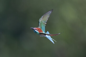 The Green Bee – eater / little green bee-eater birds are flying beautifully to play happily in...