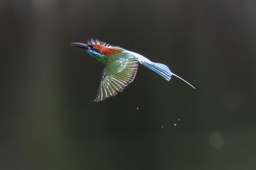 The Green Bee – eater / little green bee-eater birds are flying beautifully to play happily in...