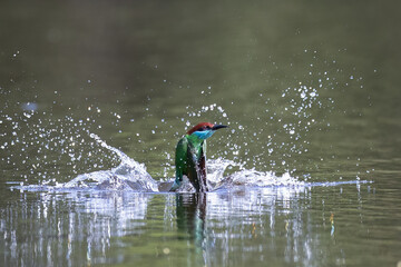 The Green Bee – eater / little green bee-eater birds are flying beautifully to play happily in the natural pond.
