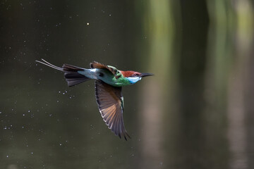 The Green Bee – eater / little green bee-eater birds are flying beautifully to play happily in...