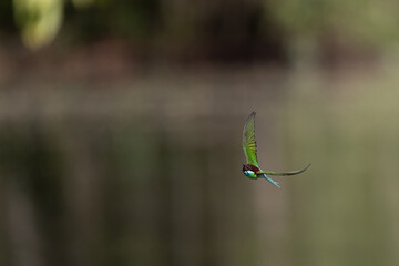 The Green Bee – eater / little green bee-eater birds are flying beautifully to play happily in...