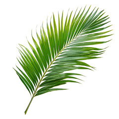 Obraz premium Lush Green Palm Leaf Isolated on White Background for Tropical Decor and Design
