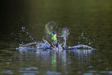 The Green Bee – eater / little green bee-eater birds are flying beautifully to play happily in the natural pond.