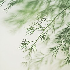 Fototapeta premium Fresh dill leaves vibrant green aromatic herb close-up white background culinary ingredient organic glossy texture botanical detail studio lighting high resolution stock photography