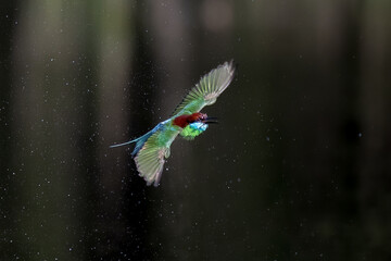 The Green Bee – eater / little green bee-eater birds are flying beautifully to play happily in...