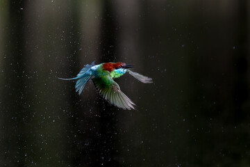 The Green Bee – eater / little green bee-eater birds are flying beautifully to play happily in...