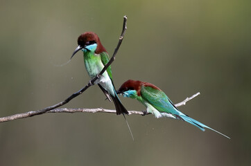 The Green Bee – eater / little green bee-eater birds are flying beautifully to play happily in the natural pond.