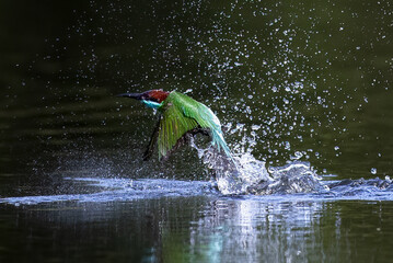The Green Bee – eater / little green bee-eater birds are flying beautifully to play happily in...