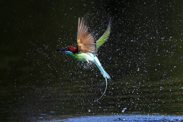 The Green Bee – eater / little green bee-eater birds are flying beautifully to play happily in...