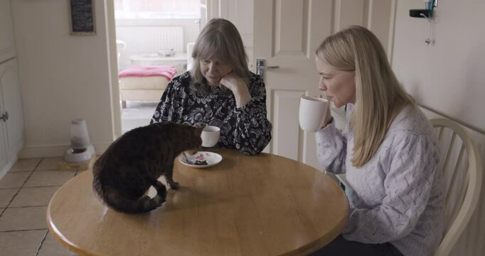 Cat, mother and daughter drink coffee in morning to relax, have conversation and discussion for bonding, together and chat. Feline pet, girl visit mama and enjoy hot beverage for talking or speaking