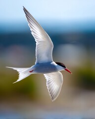 Fototapeta premium A white bird with a red beak flying through the air