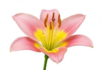 Fototapeta premium A close up of a pink and yellow lily flower with brown stamens on a white background in full bloom