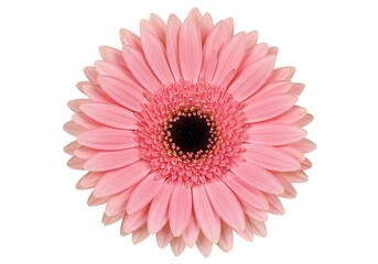 Isolated light pink gerbera daisy with a dark center on a white background in full bloom view from above