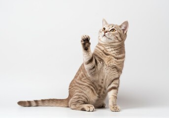 Obraz premium A light brown tabby cat sitting up with one paw raised on a plain white background in a studio shot