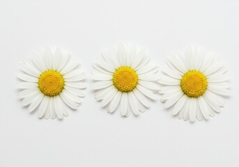 Obraz premium A close up of three daisy flowers with white petals and yellow centers on a white background