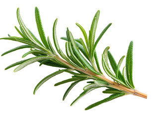 Fototapeta premium Fresh Rosemary Herb Sprig for Culinary Use in Cooking and Garnishing Dishes on transparent background