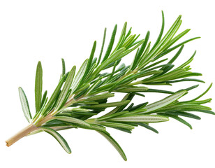 Fototapeta premium Fresh Rosemary Herb Sprig for Culinary Use and Natural Remedies in Cooking and Home Gardens on transparent background