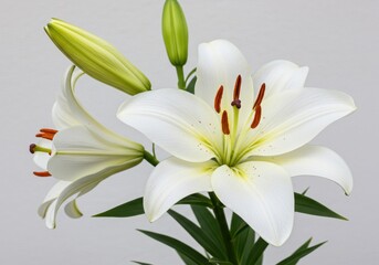 A close up of white lilies with green buds and leaves against a neutral colored background space filling