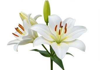 Naklejka premium A close up of a white lily with green leaves and a bud against a white background in bright lighting
