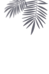 Leaves foliage shadows overlay, tropical palm leaves on transparent frame background for wall art template design, poster, and more